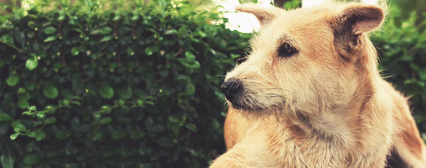 Dog seems sad after clearance coming home from kennel