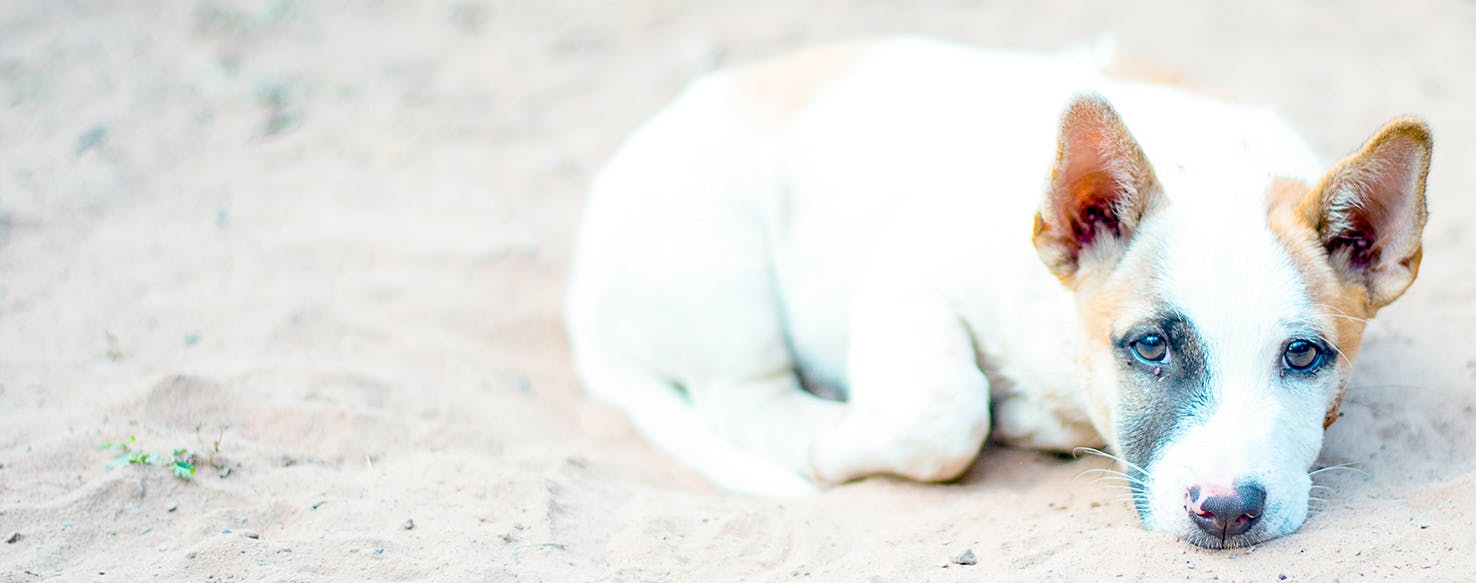 How to Get Rid of Sand Fleas on Dogs  