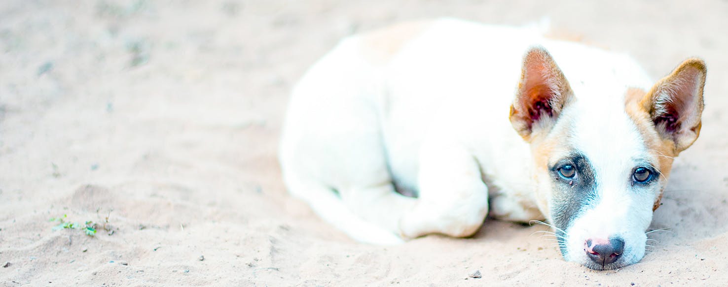 Sand Fleas Are Real! (But They're Not What You Think They Are