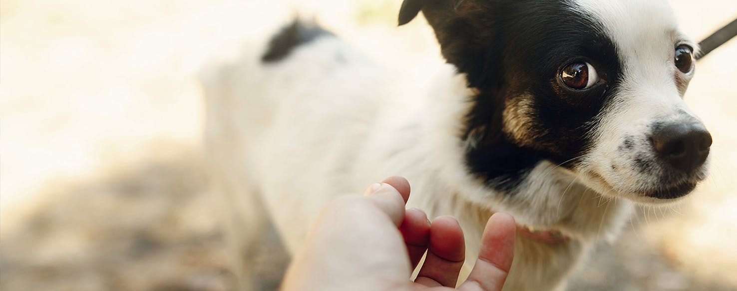 can dogs pee themselves when scared