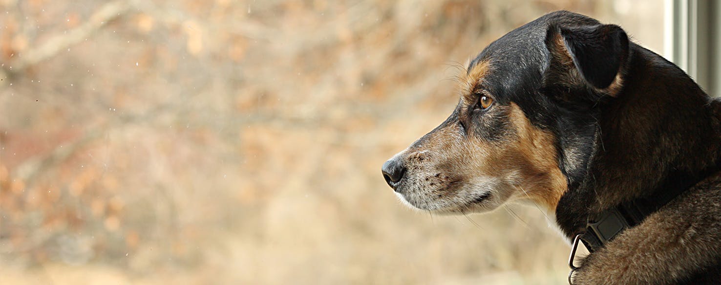 Can Dogs Get Separation Anxiety?