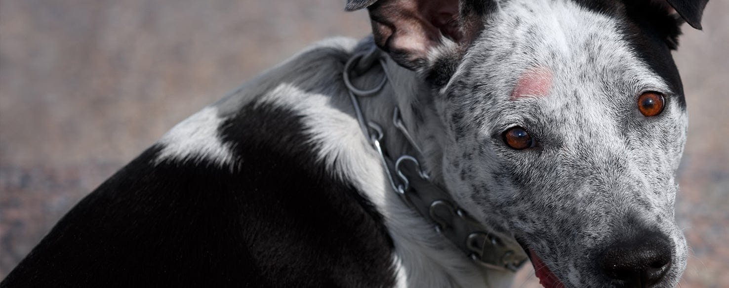 can dogs carry germs from person to person