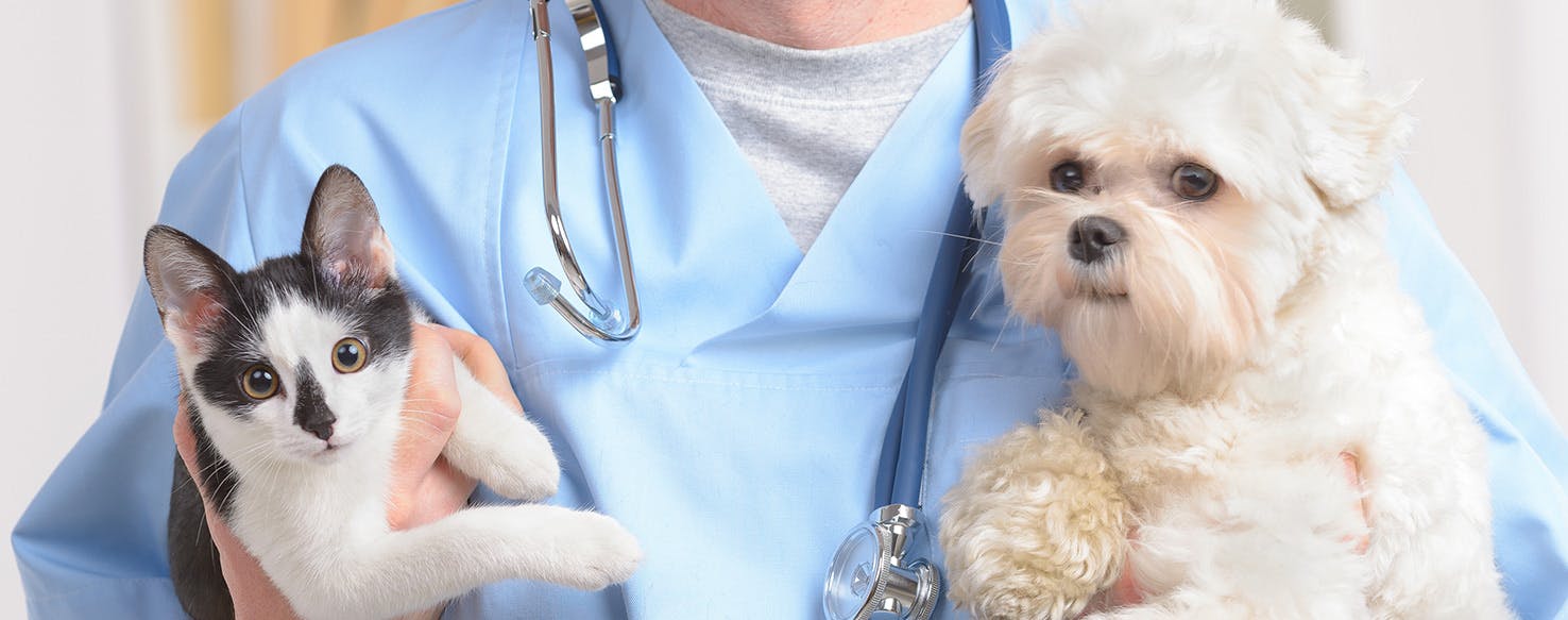Can Dogs Gets Sick From Cats? Wag!