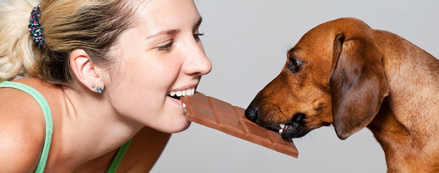 will a dog get sick from eating chocolate