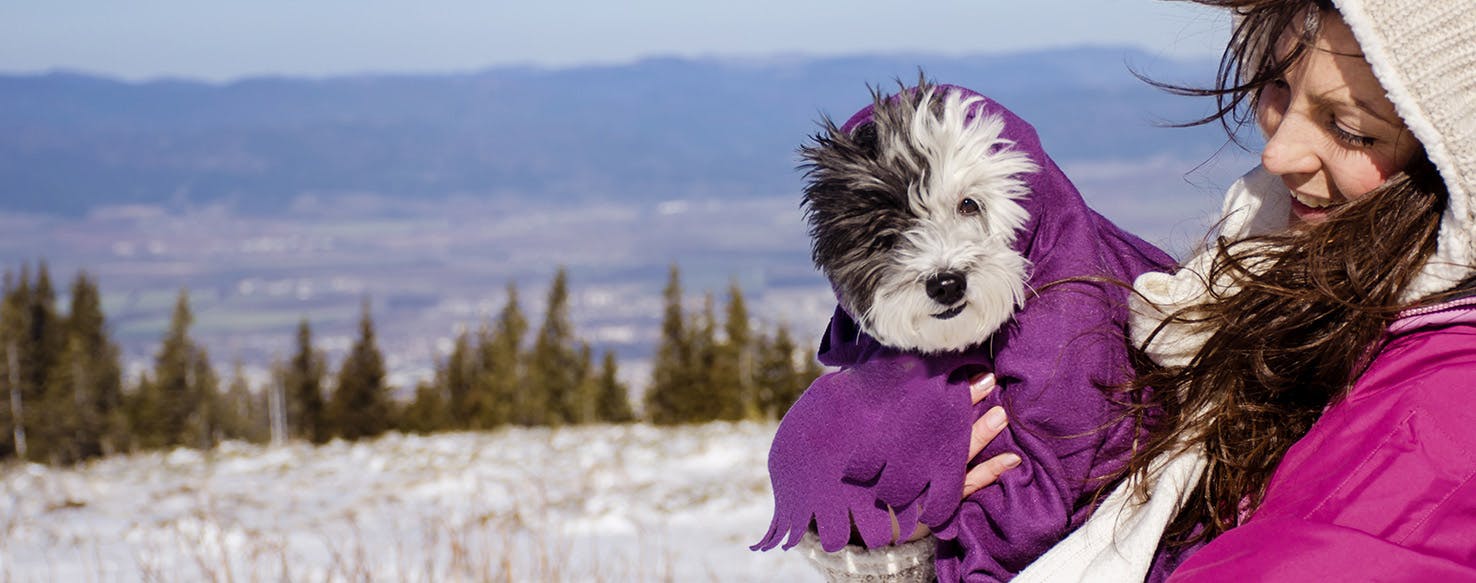 Can Dogs Get Sick From Cold Weather?