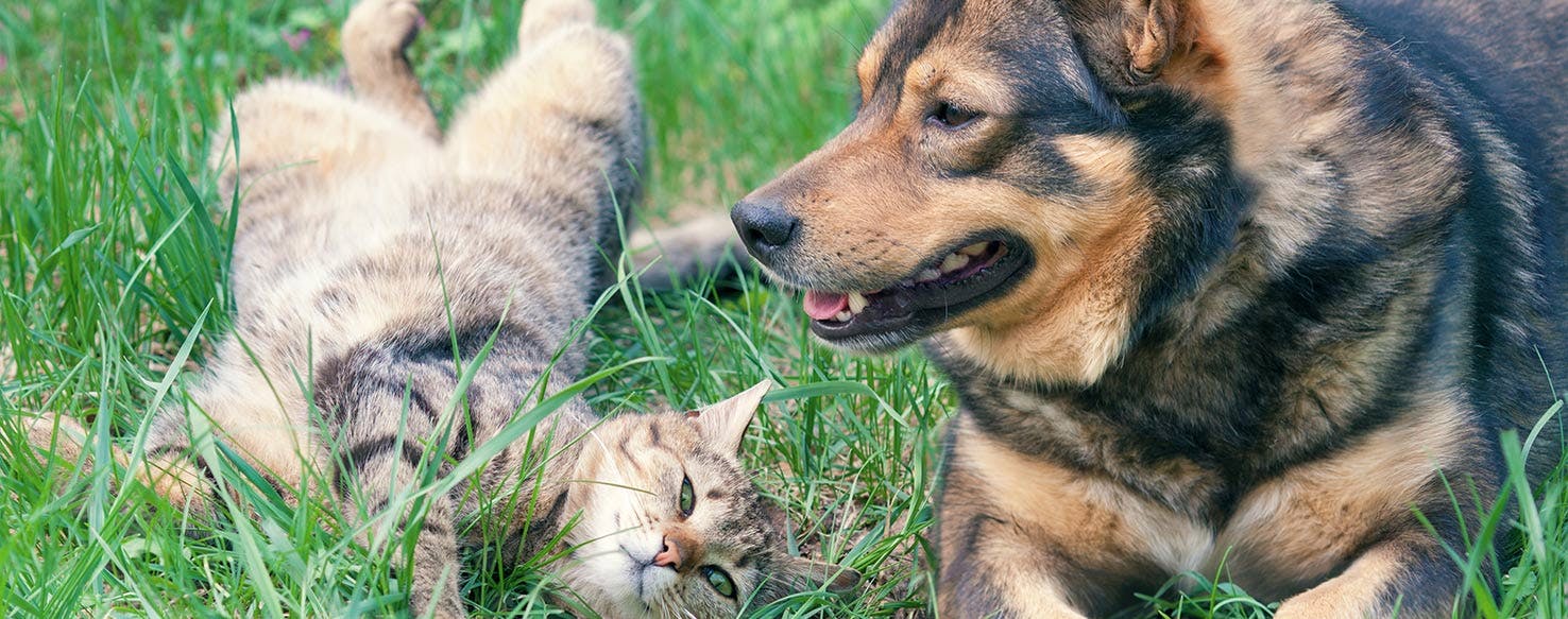 Can Dogs Get Sick From Eating Cat Poop 