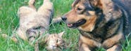 Can Dogs Get Sick From Eating Cat Poop 