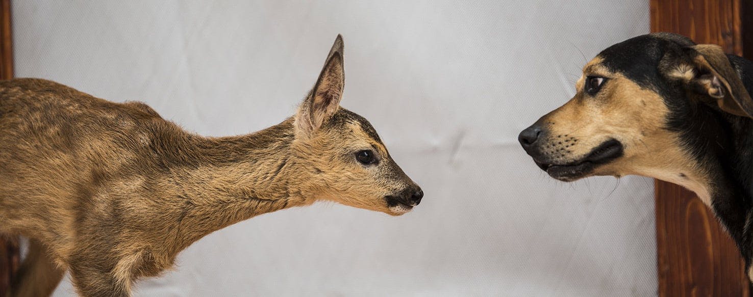 can dogs digest deer bones