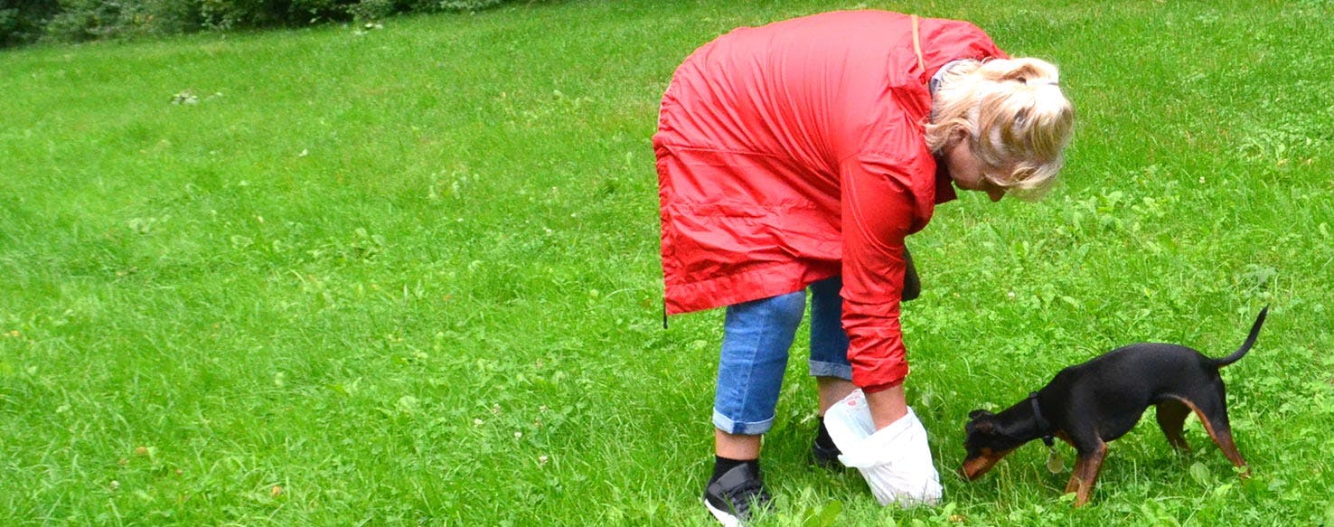 can dogs get sick from eating horse poop