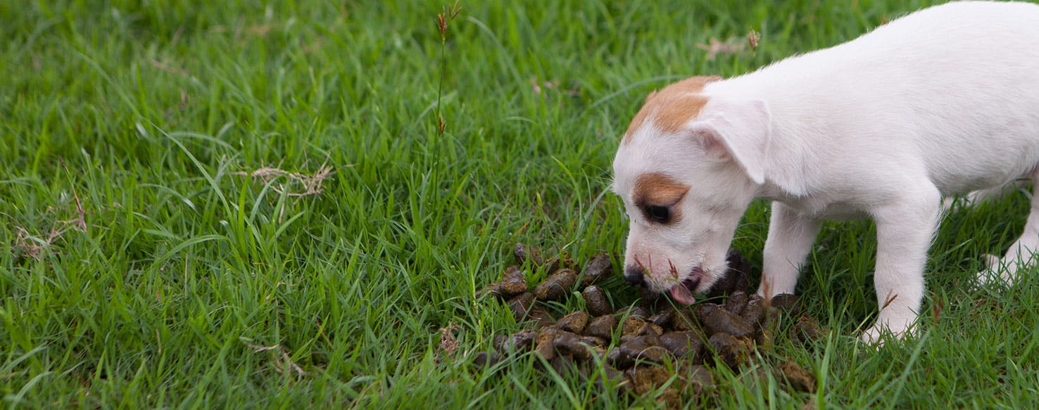 Can Dogs Get Sick From Eating Their Poop Wag