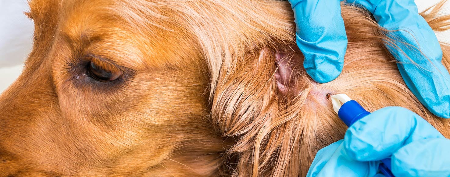 Can Dogs Get Sick From Ticks?