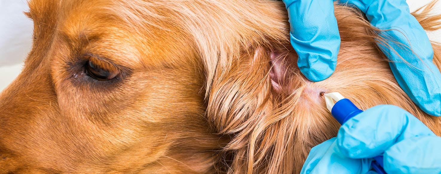 how can i remove a tick from my dog