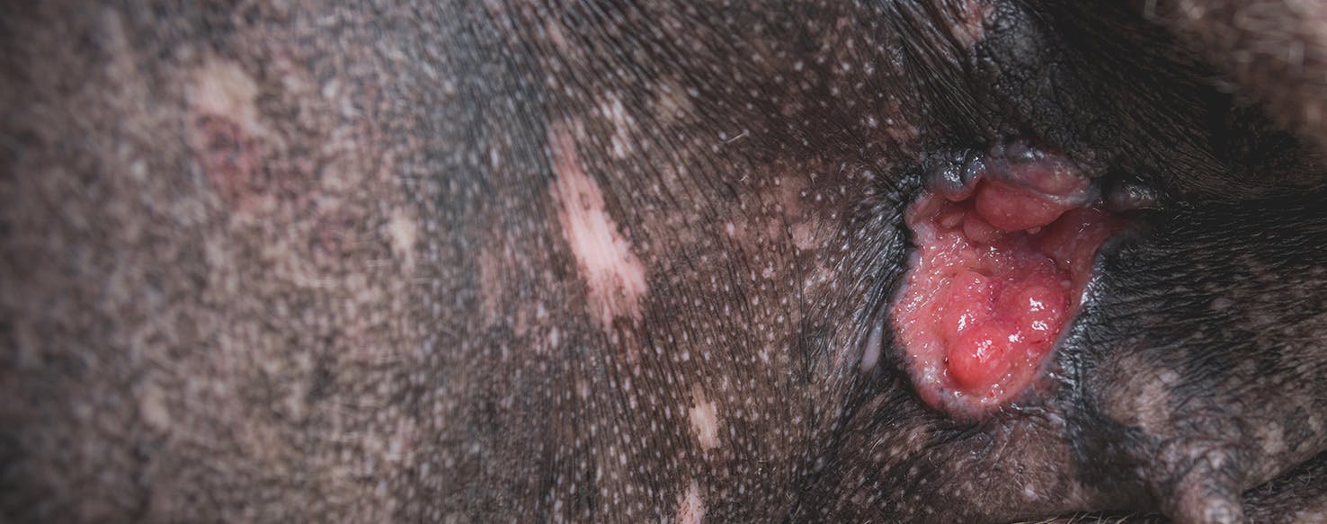 what does skin cancer look like in dogs