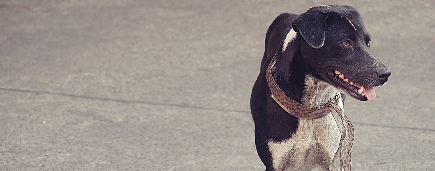 Black skin tag clearance on dog's lip