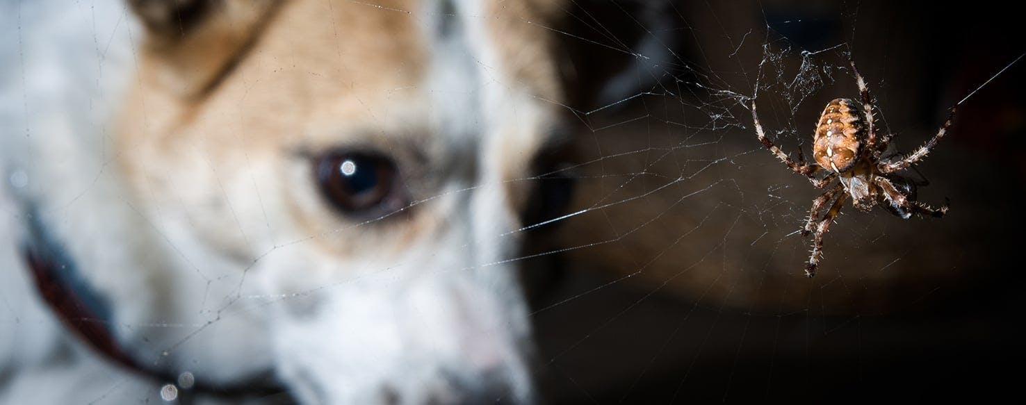 what happens if a dog eats a poisonous spider