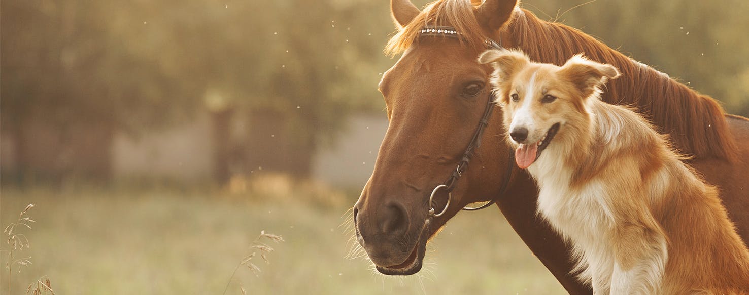 wellness-can-dogs-get-strangles-from-horses-hero-image