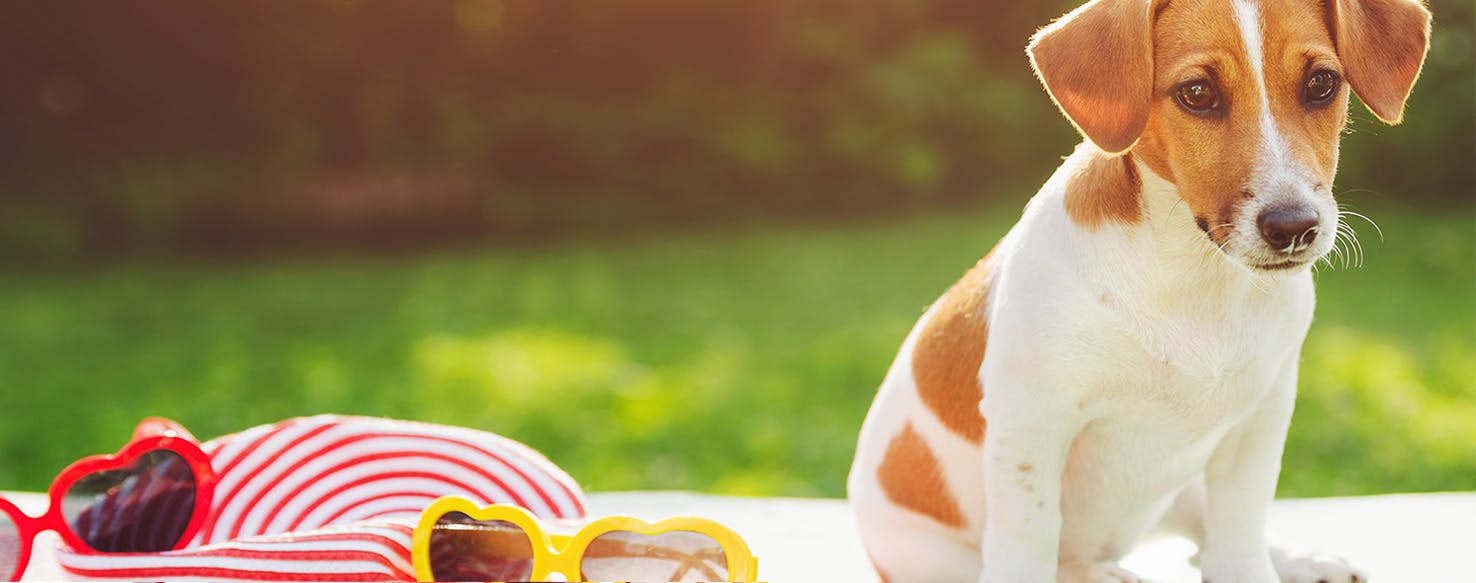 how can i prevent my dogs sunburned nose