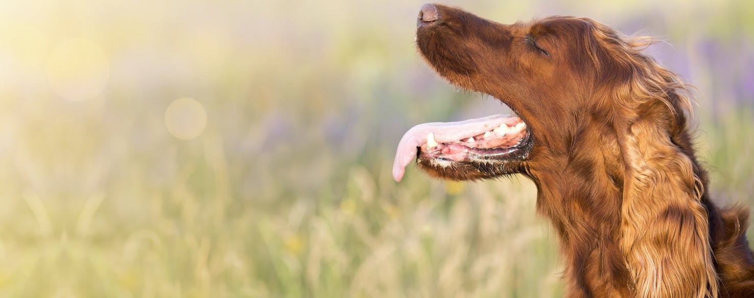 Miami Heat Planning to Bring Back Some Fans, With Help From Dogs