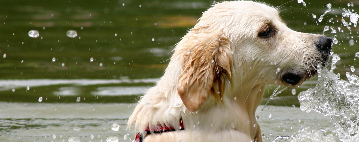 wellness-can-dogs-get-swimmers-itch-hero-image