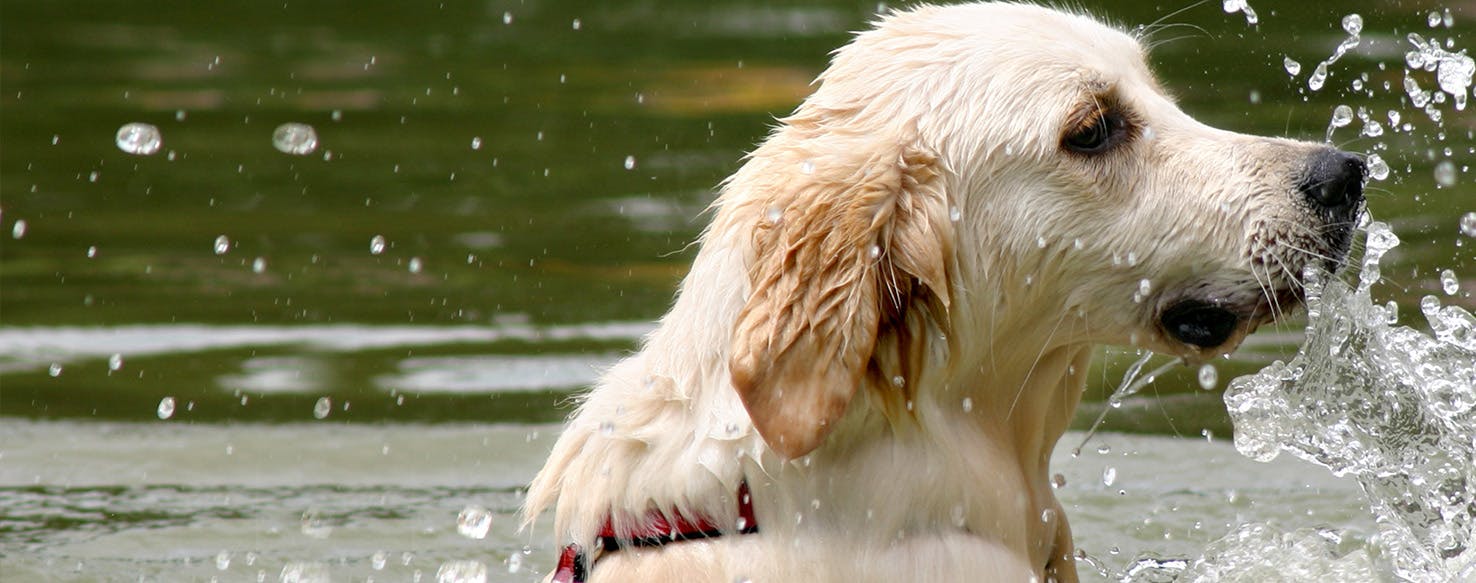 Can Dogs Get Swimmer's Itch?