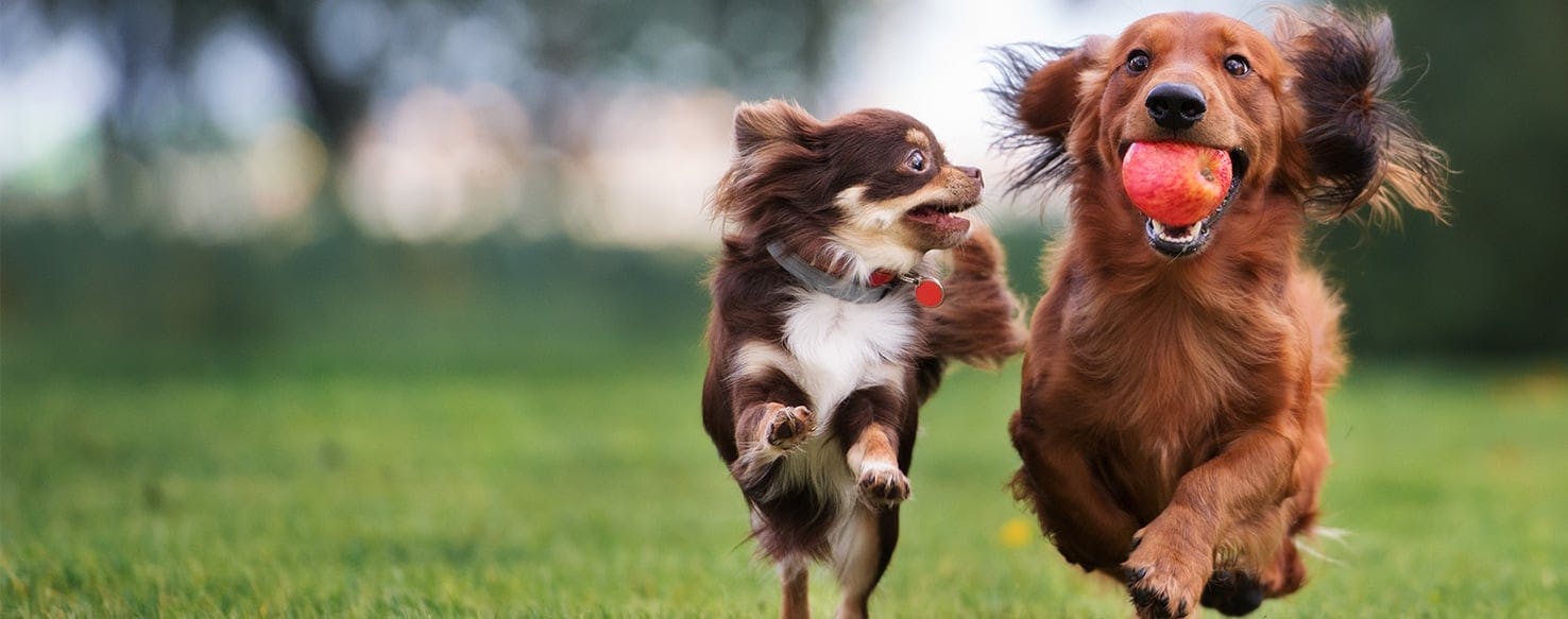 can dogs get tapeworms from cats