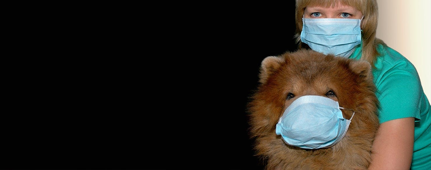 can dogs and cats get the flu from humans