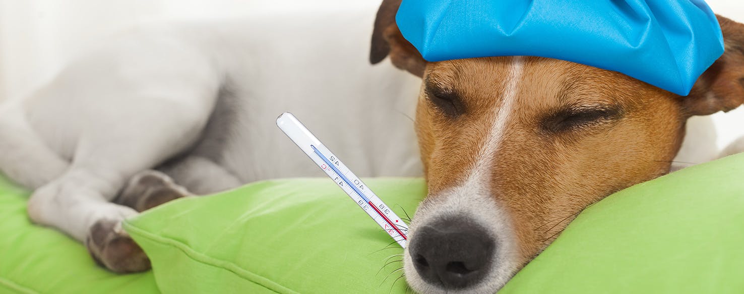 wellness-can-dogs-get-the-flu-hero-image