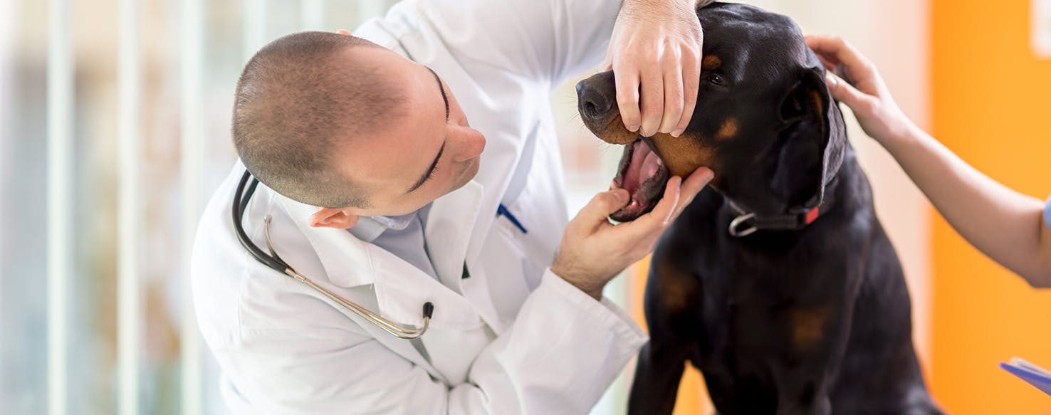 wellness-can-dogs-get-throat-infections-hero-image