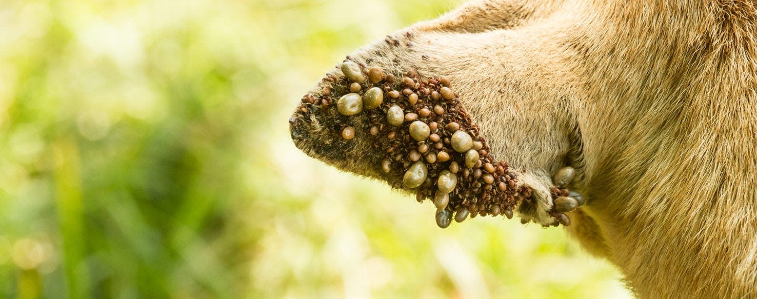 engorged tick dog ear