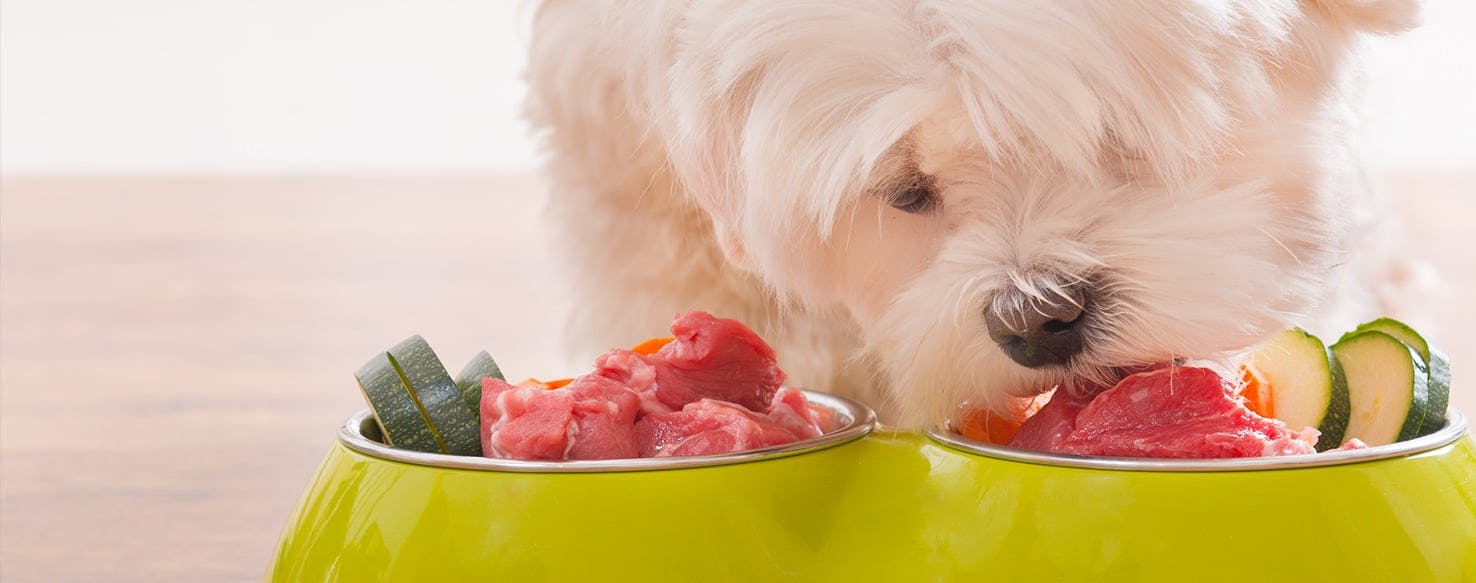 does high protein dog food cause kidney problems