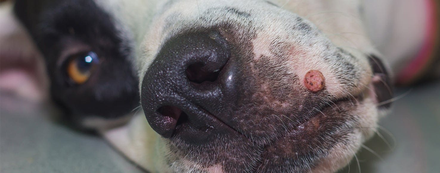 cancerous skin tags pictures dogs