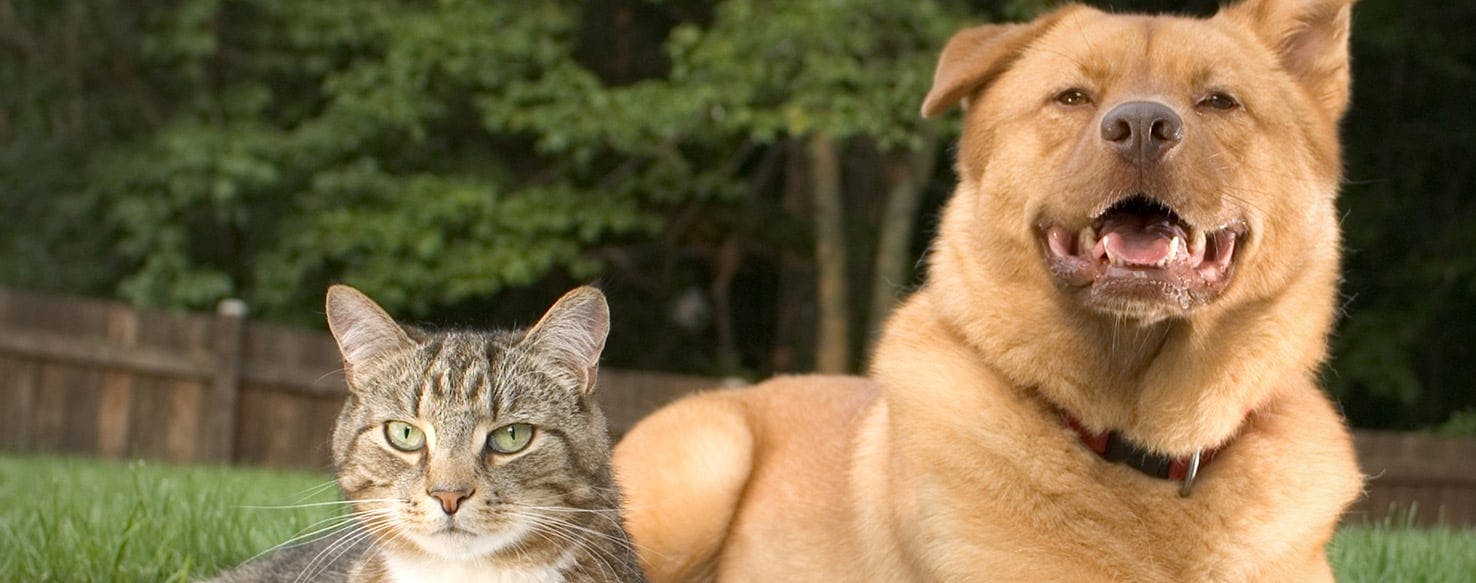 can dogs get tapeworms from cat poop