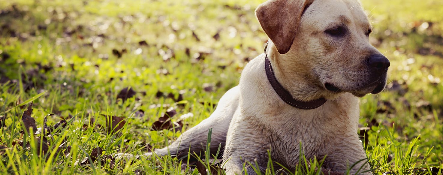 how do you treat a yeast infection in dogs