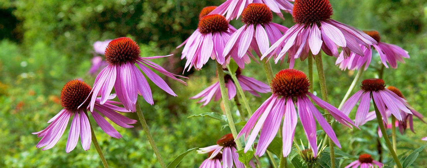 Can Echinacea Help My Dog?