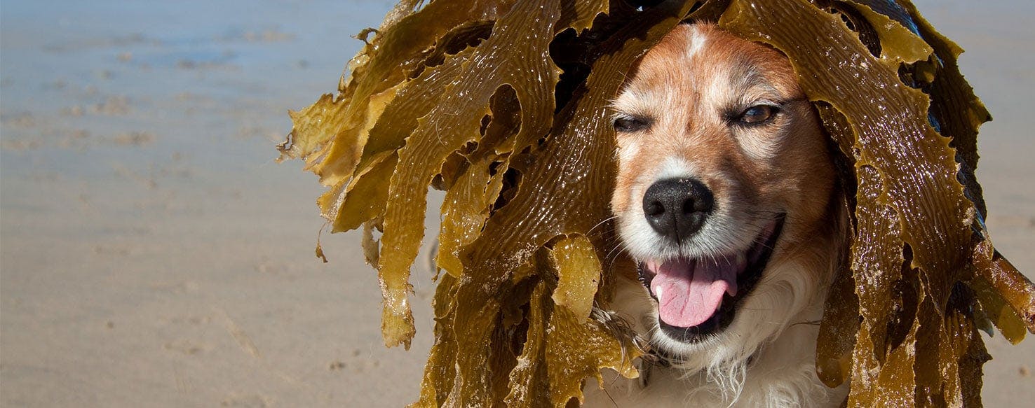 can dogs eat dried seaweed