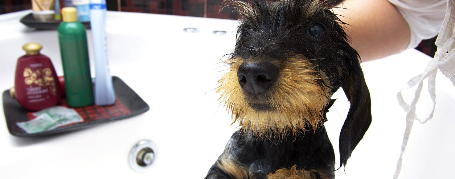 Can you wash your dog with human clearance shampoo