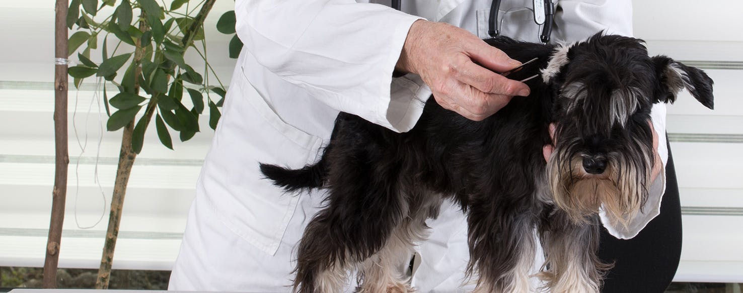 can ear infections kill dogs