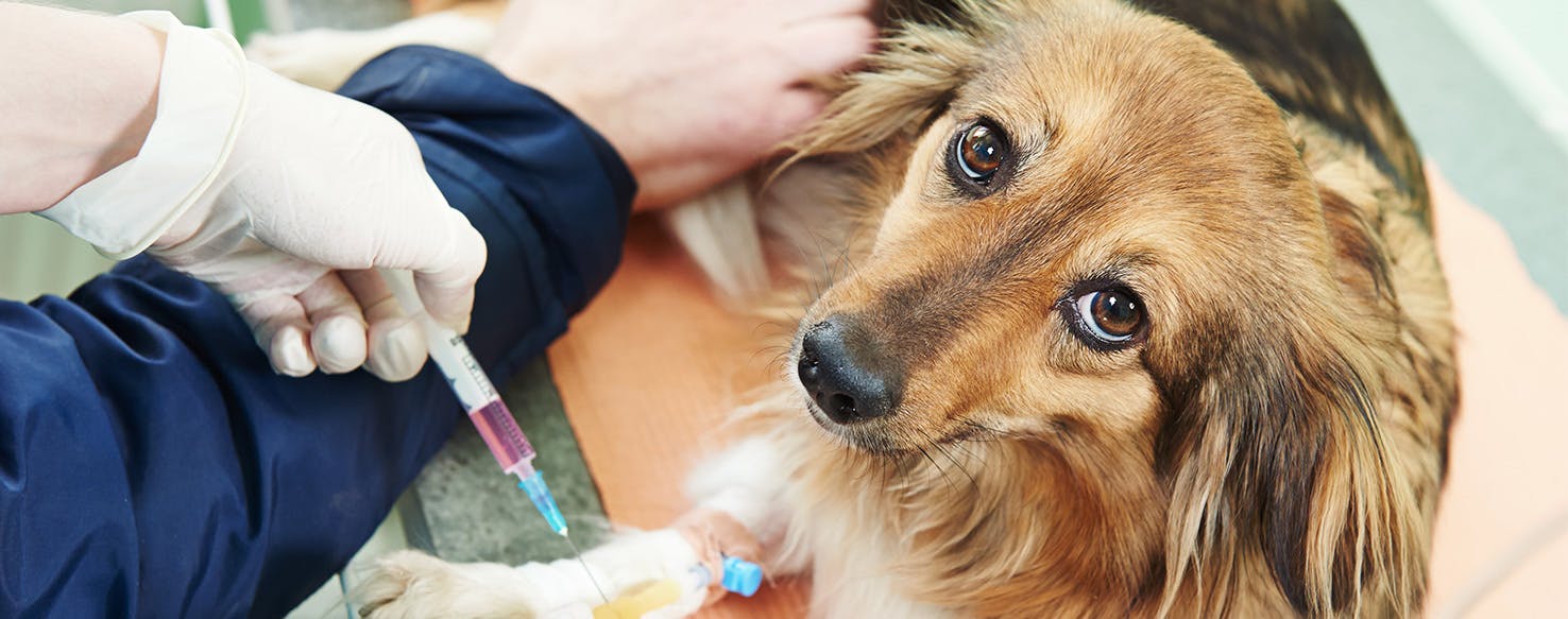 what should a dogs blood count be