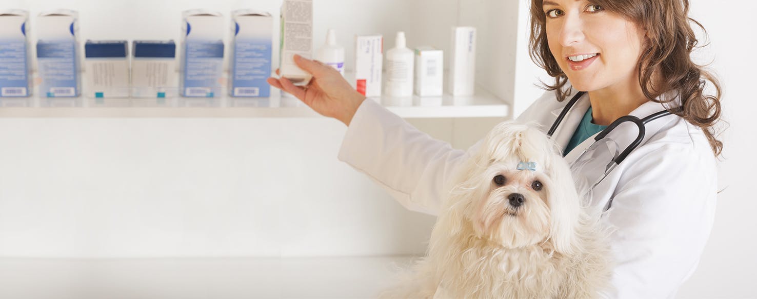 wellness-caring-for-a-dog-with-white-in-its-stool-hero-image