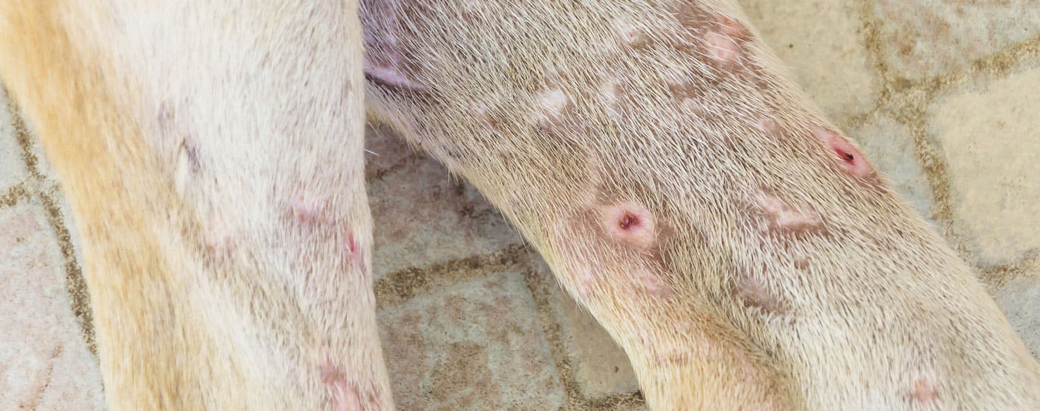 javelina bite wound