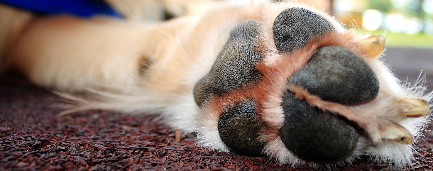 Caring For Cracked Canine Paws