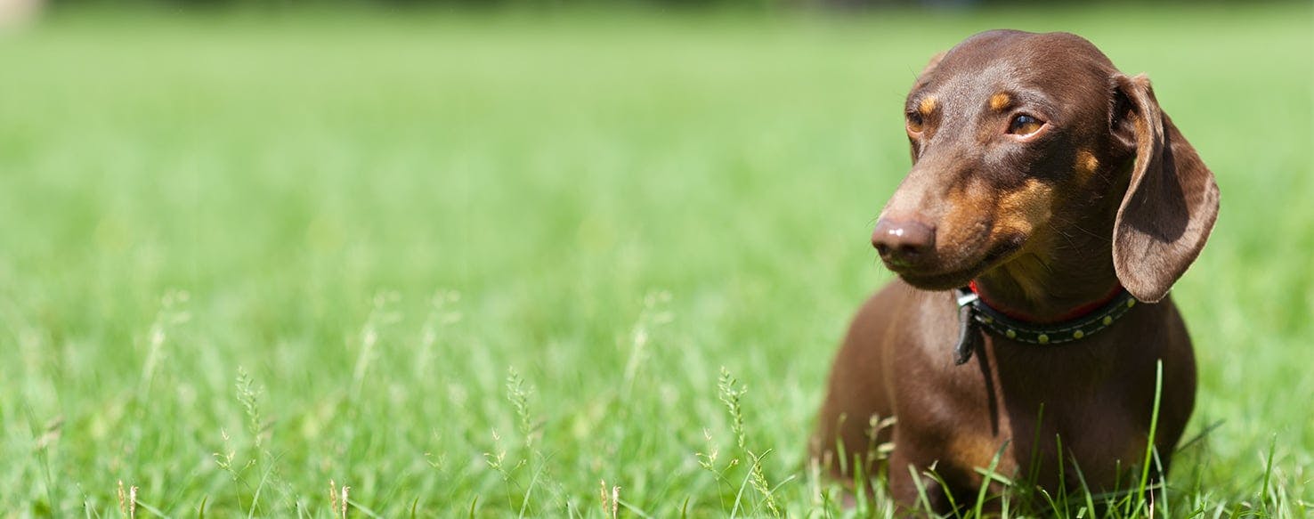 Dog scraped nose on sales crate