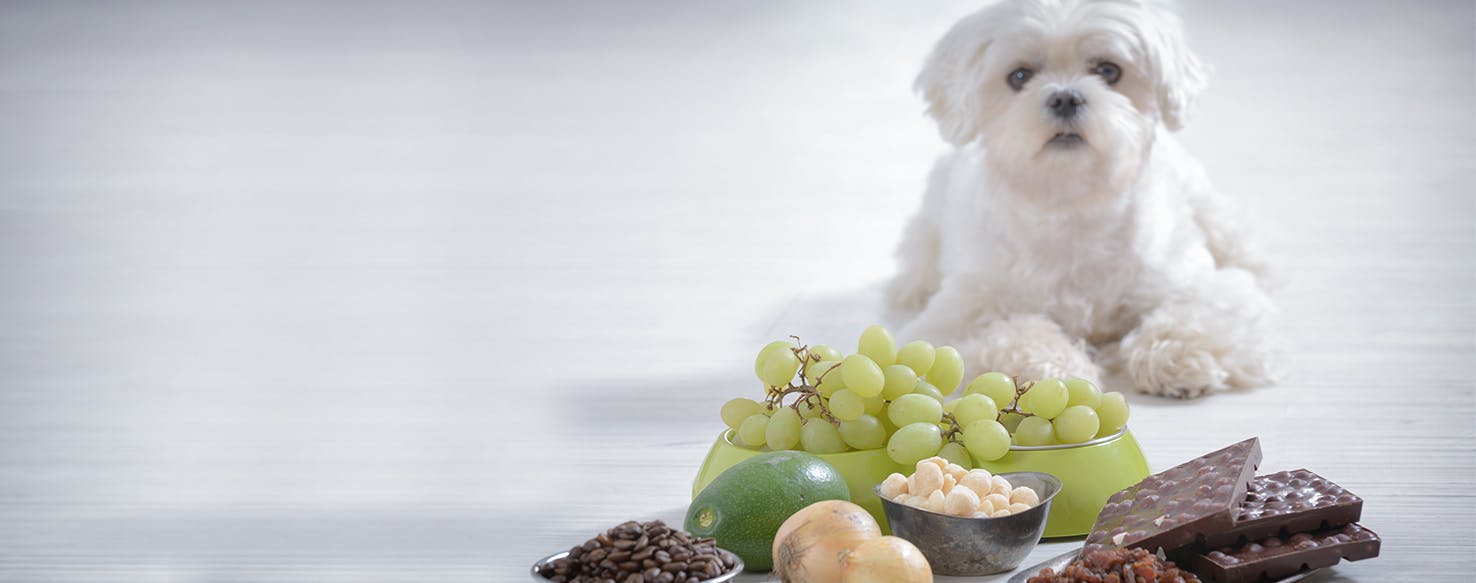 Should dogs 2024 eat onions