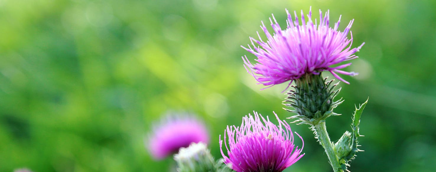 Milk thistle hotsell and dogs