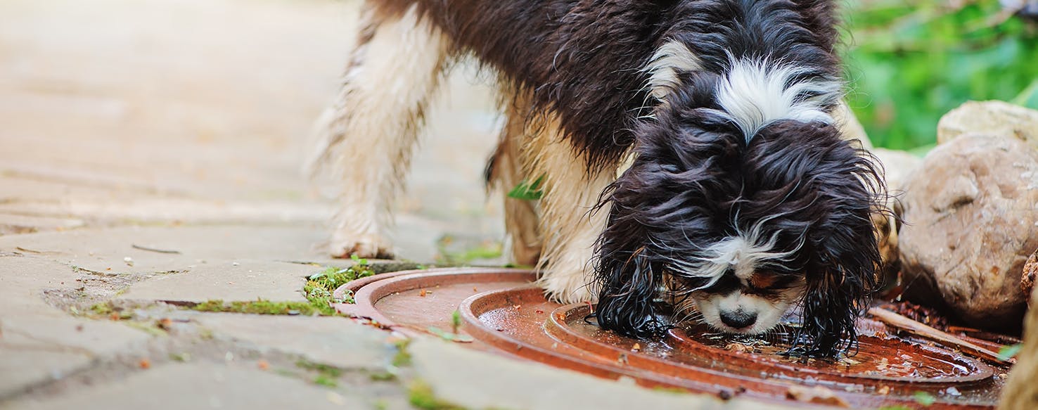 how can you tell if a dog is dehydrated and throwing up