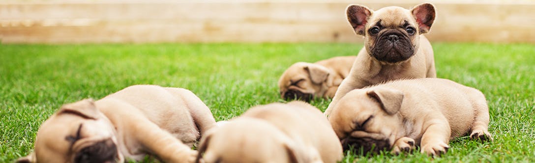 Meet seven pedigree pups with a happy new life at kennels after