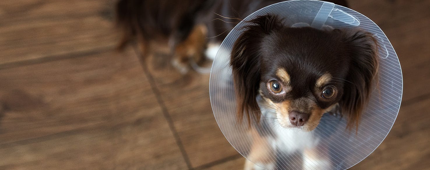 how does a tee shirt help for just neutered dogs