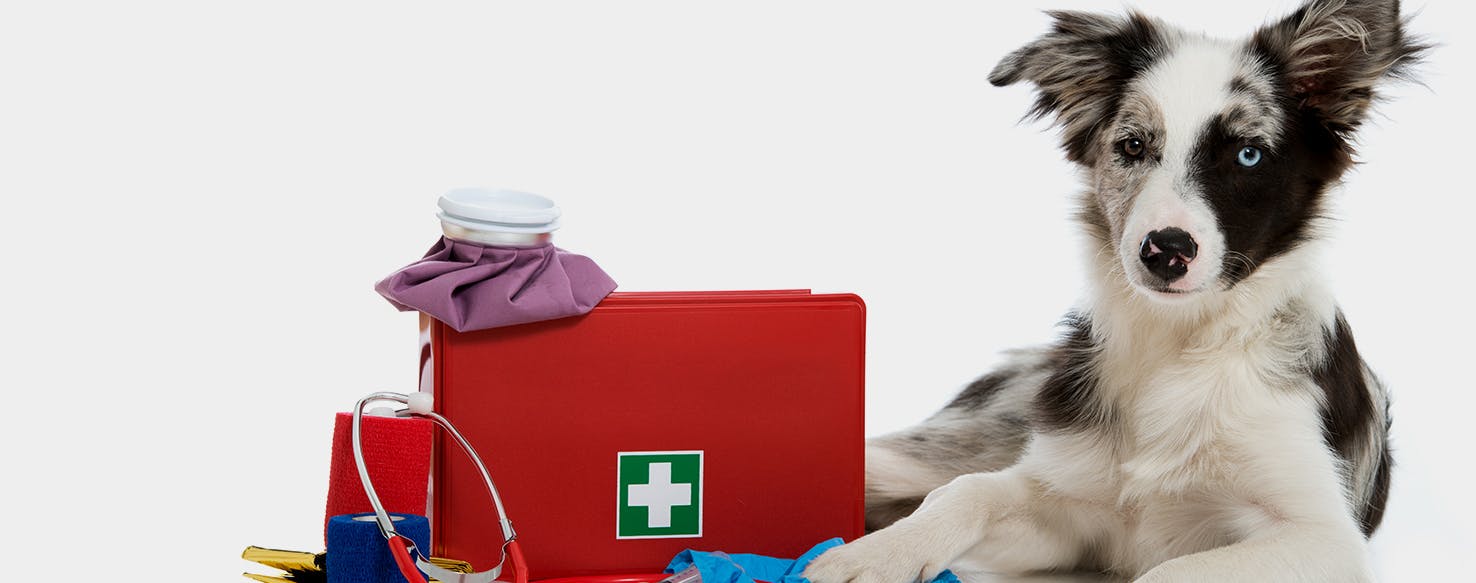 Dog first outlet aid kit essentials