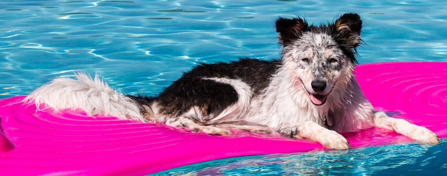 Pool barrier for outlet dogs