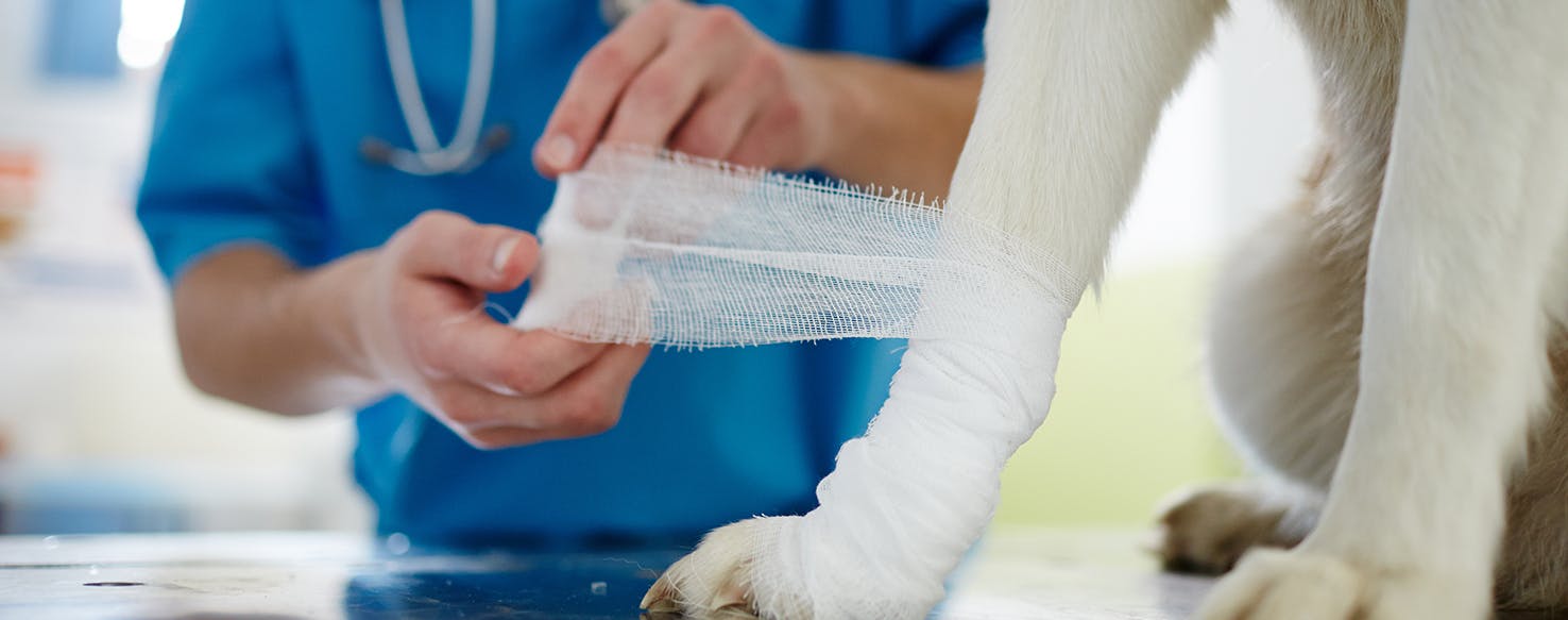 wellness-dog-wound-101-what-to-do-when-accidents-happen-hero-image